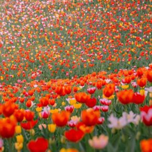 دانلود آهنگ حسن زیرک هەموو شەوی